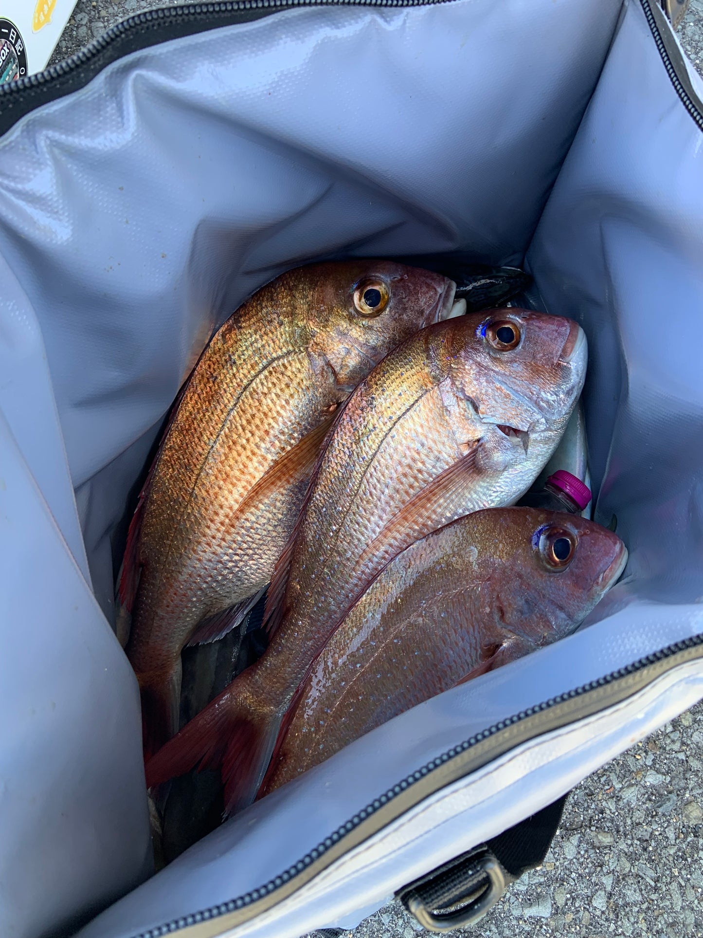 27.5qt Insulated Fish Bag Cooler With Flat Bottom